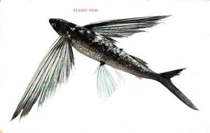Greetings Flying Fish Antique Postcard J66581 - Picture 1 of 2