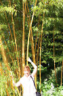 Goldener Bambus - wahnsinnig schn : tolle, blhende winterharte Kakteen! Samen