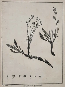 MYOSOTIS Cynoglossum Myosotoides REDOUTE Milsan GRAVURE Botanique PLANTE XVIII° - Picture 1 of 4