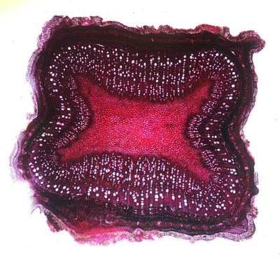 Antique microscope slide by W.White. T.S. Stem of Blue Gum tree. Australia. - Image 1 of 2