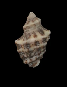 Shell INDOTHAIS GUGLIELMII W/O Oman 30,1 mm # Mu07 - Picture 1 of 4