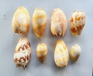 8 Volute Sea Shells Various Sizes Cymbiola VGC - Picture 1 of 7