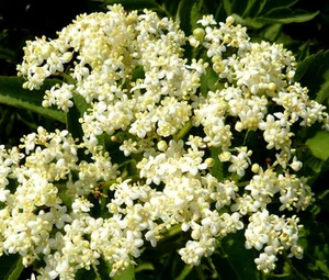 SCHMETTERLINGSUNKRAUT WEISS Asclepias Incarnata - 100 große Samen - Bild 1 von 1