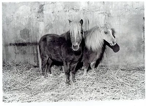 1974 Original Photo New miniature mare horses at the Detroit Zoo in Michigan - Picture 1 of 2
