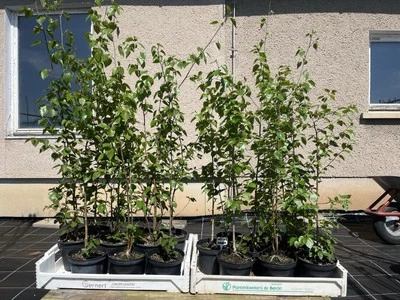 Weißrindige Himalaja-Birke, Betula utilis ‚Jacquemontii‘, ca. 90 cm - Bild 1 von 3