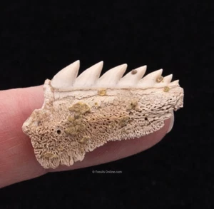  Bakersfield Cow Shark Shark Tooth Hill Fossils    2056 - Picture 1 of 2