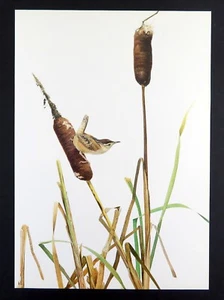 Vintage Bird Print LONG BILLED MARSH WREN by J. Fenwick Lansdowne 14x10 in. - Picture 1 of 3