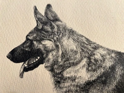 Dibujo a tinta original vintage de perro de exhibición de pastor alemán, firmado Foto 1 de 4
