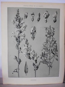 Botanique: Gravure noir et blanc in folio MUFLIER - Foto 1 di 1