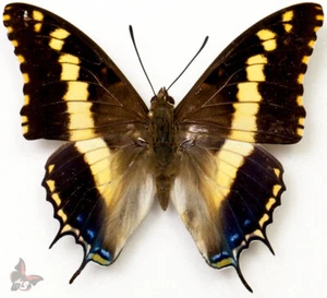 Charaxes hansali hansali-Male from Ethiopia, RARE, MOUNTED, ACTUAL SPECIMEN - Picture 1 of 1