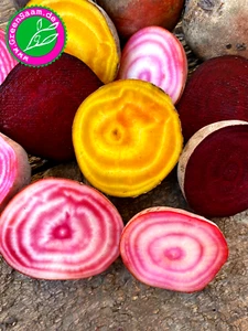 ROTE BEETE TRICOLOR 🌈 100+ Samen Bunte Rüben🌱bunte Salate - Bild 1 von 6