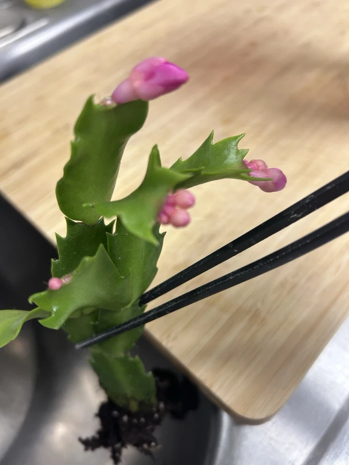 Magenta Acción de Gracias/Navidad Vacaciones Cactus enraizado 2.5" en ciernes Foto 1 de 3