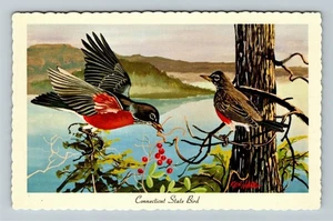 The American Robin, Connecticut State Bird, Ken Haag Vintage Souvenir Postcard - Picture 1 of 2