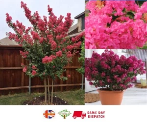 Crape Myrtle (Lagerstroemia) | Fresh Seeds | Fully UK Hardy | Same Day Dispatch - Picture 1 of 2
