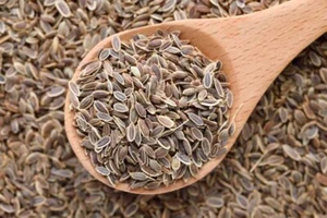 Bio Dillsamen Kochen Kräuter und Gewürze Backgewürz - Bild 1 von 3