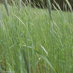 Semilla de grano de centeno de invierno Wrens Abruzzi (cereal secale) - 10 libras. - Imagen 1 de 1