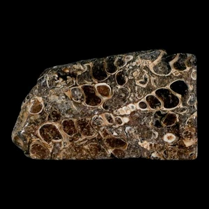 2.4" Polished Cut Slab Of Fossil Turritella Shells Eocene Age Wyoming Gastropod - Picture 1 of 7