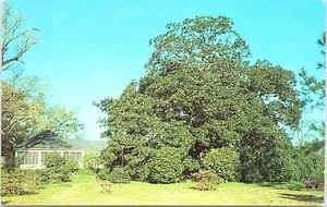 MAGNOLIA TREE Cottage Hill MOBILE, Alabama AL Postcard - Picture 1 of 2