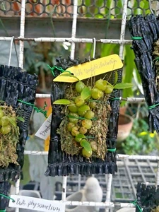 Bulbophyllum sympliecilabellum miniature orchid plant + PHYTO CERTIFICATE - Picture 1 of 3