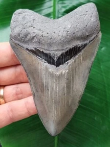 Bellissimo dente affilato del megalodonte 11,1 cm - dente di squalo fossile - Foto 1 di 9