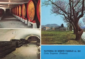 23-79E) CINTO EUGANEO FATTORIA DI MONTE FASOLO VINO PADOVA - Picture 1 of 2