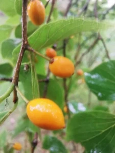 rare Celtis sinensis Chinese Nettle Tree edible fruit tree showy foliage - Picture 1 of 3