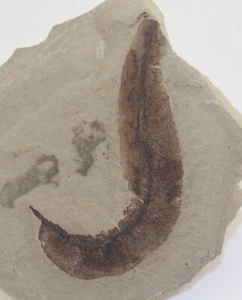 Blatt, Beilschmiedia eocenica, Tertiär, Green River Fm., Bonanza, Utah, USA-L417 - Bild 1 von 3