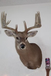 Whitetail Deer Head Shoulder Mount Taxidermy Cape Shed Antler Hunt Mule Rack - Picture 1 of 15