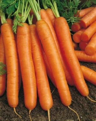 HORTUS 1000 Semi SELEZIONATI DI carota NANTESE DI CHIOGGIA 2.- SEMENTI ORTO