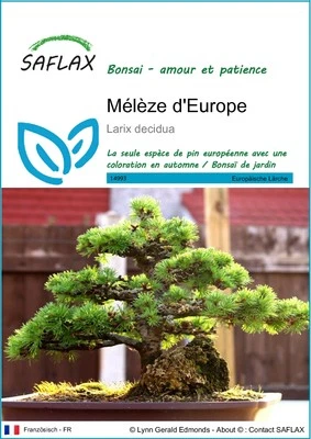 SAFLAX - Graines - Mélèze d'Europe - 75 Graines - Photo 1/4