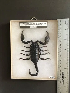 Heterometrus laoticus REAL FRAMED EMPEROR SCORPION Vietnam - Bild 1 von 4