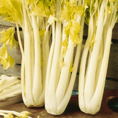 Golden Pascal Celery Seeds, Stringless, Winter King, NON-GMO, FREE SHIPPING - Image 1 of 2