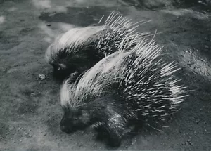 GABON c. 1940 -  Porcs Épics  - P 1299 - Picture 1 of 2