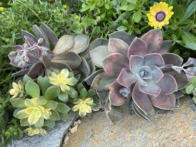 8 Varieties-Succulents 16 MIXED 3-4 " Live Rooted & Unrooted Plants Cuttings. - Image 1 of 4