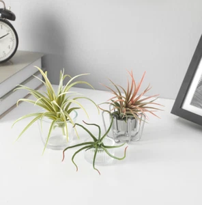 IKEA FEJKA Pianta Artificiale, Aet di 3, Pianta Aria da Interno ed Esterno - Foto 1 di 9