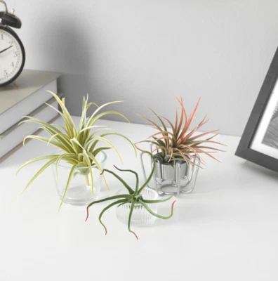 IKEA FEJKA Artificial Plant, Aet Of 3, Air Plant Indoor And Outdoor - Image 1 of 4