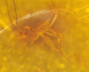 Hermosa Ninfa Grillo con Mosca en Gema Fósil Ámbar Dominicano - Imagen 1 de 8
