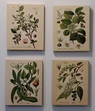 Gango Home Decor Popular Old-Fashioned Plant Botanical 4 Prints on Convases 8x10