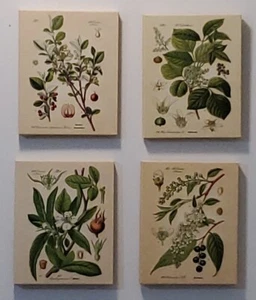 Gango Home Decor Popular Old-Fashioned Plant Botanical 4 Prints on Convases 8x10 - Picture 1 of 12