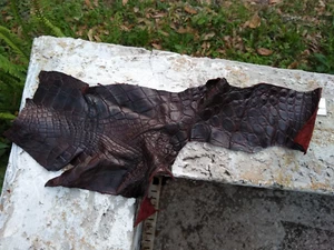 Wild Alligator Gator Leg Leather Scrap piece crafter craft insert Rust AP36 - Picture 1 of 21