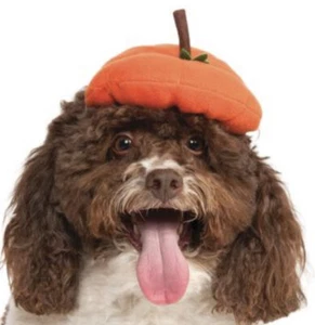 Rubies Pet Shop Pet Halloween Costume "PUMPKIN BERET" HAT Puppy/Dog/Cat  S/M NWT - Picture 1 of 4