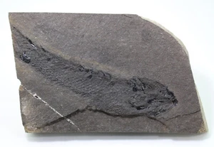 Fisch, Thursius macrolepidotus, Devon, Old Red Sandstone, Caithness, GBR -eb7861 - Bild 1 von 6