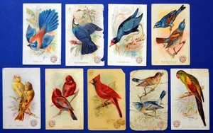 Lot of 9 NEW SERIES OF BEAUTIFUL BIRDS Cards, 1891 Church & Co. - Low Grade - Picture 1 of 3