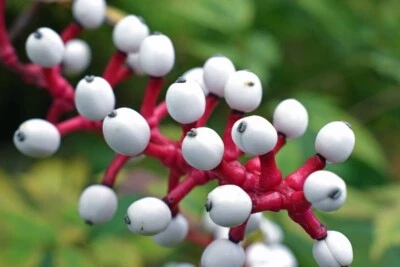 Actaea Rubra Baneberry Doll Eye Perennial Bare Root Live Garden Plant - Image 1 of 4