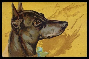 cartolina d'epoca-post card-animali CANE PINSCHER - Imagen 1 de 1
