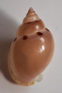 Sea shell phalium glabratum 47.6mm, gem, nice form, perfect - Picture 1 of 6