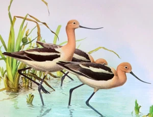 Placa de libro con impresión artística vintage J F Lansdowne Birds AMERICAN AVOCET 10X14 62 - Imagen 1 de 3
