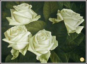 Pintura de aguja con patrón de punto de cruz contado gráfico Rose's Splash 751 - Imagen 1 de 5