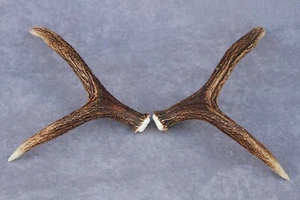 JUEGO/PAR DE ASTAS DE ALCE SALVAJE COBERTIZO (CUERNO, CUCHILLO, MASTICACIÓN, TAXIDERMIA, LÁMPARA) - Imagen 1 de 12
