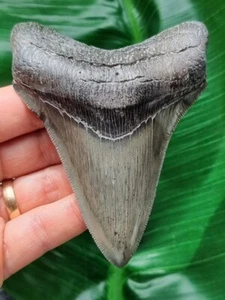 Dente scuro pugnale 10,3 cm di megalodonte - squalo dente fossile - Foto 1 di 10
